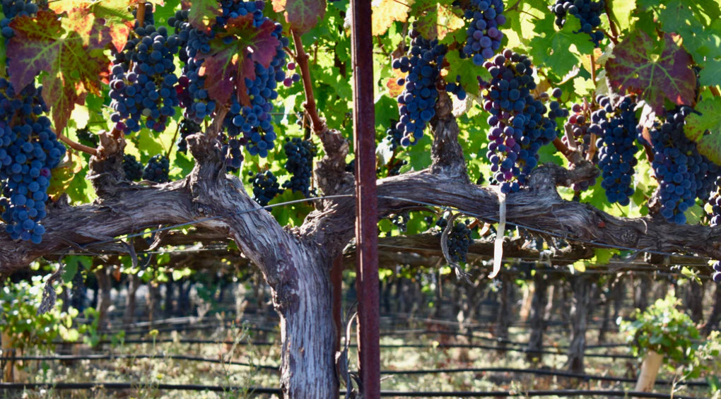 adhd medicijn natuurlijk